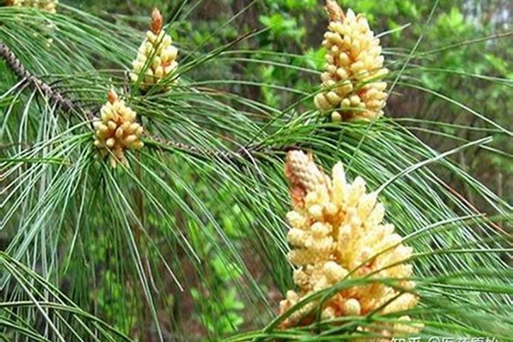 花椰菜哪个品种产量高？