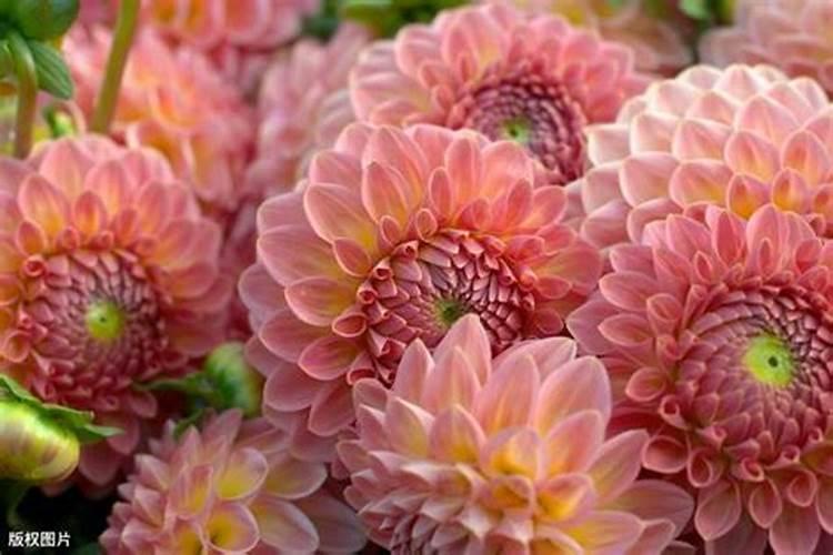 怎么去除磷肥渣里面有毒物质