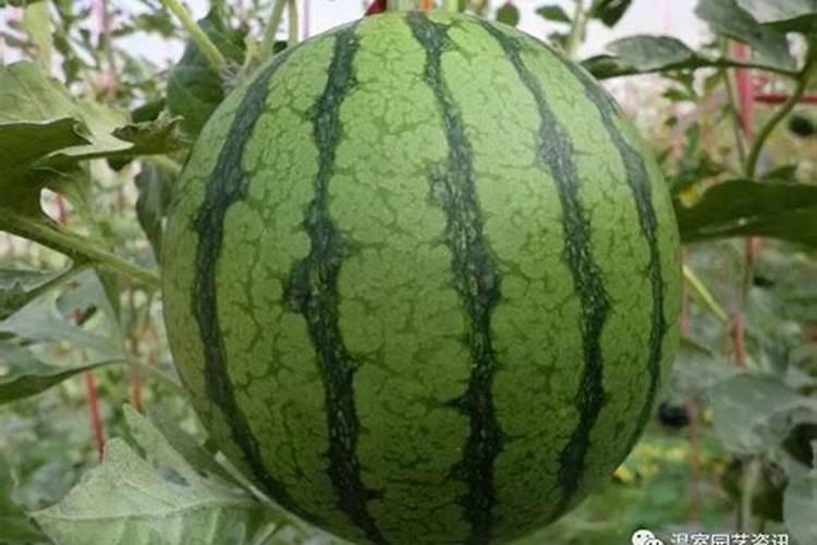 西瓜伸蔓期要注意什么？