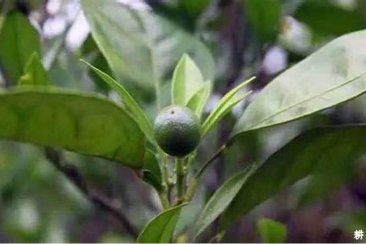 柑橘夏季施什么肥？