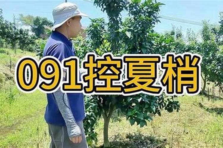 头年挂果沃柑现在用放肥抽夏梢吗？