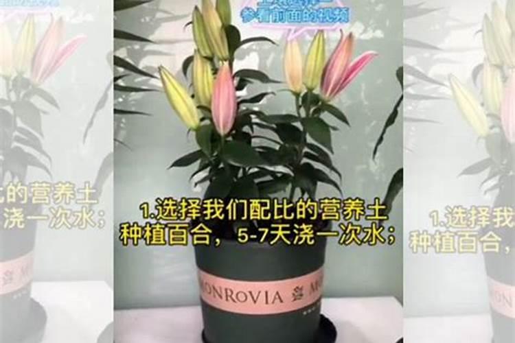 百合花的盆栽养护秘诀,5个小诀窍让百合花开爆盆