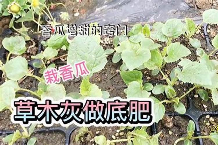 请问香瓜和工长茄子苗期冲施氮肥好还是磷肥好？