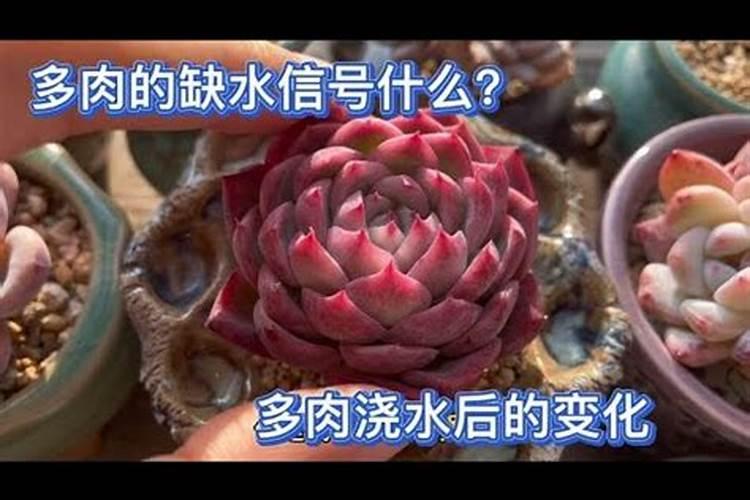 多肉种多久可以浇肥料多肉什么时候需要施肥？