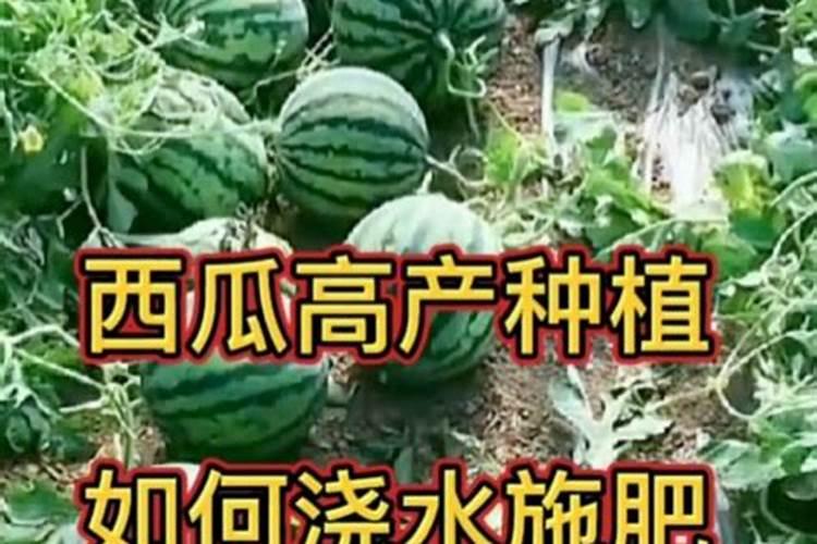 黄瓜坐果期施什么肥料