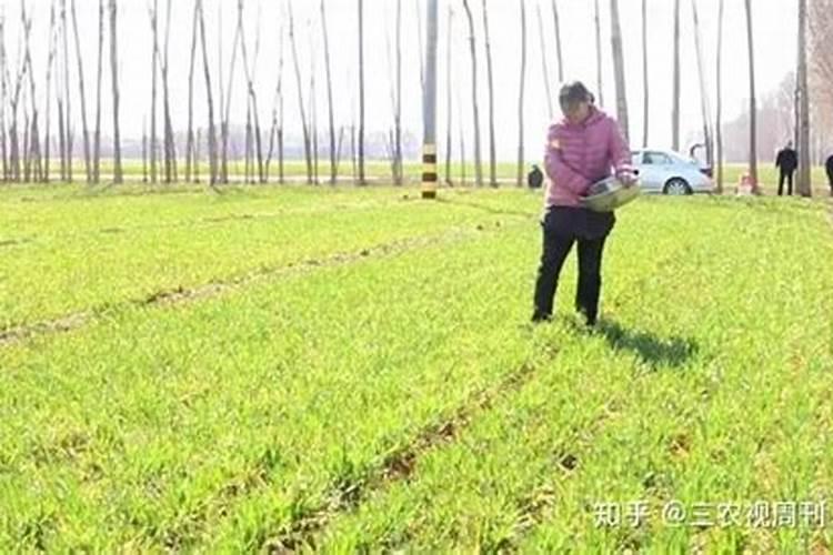 天脊硝酸磷肥可以撒吗
