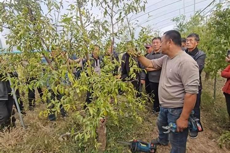 枣树什么肥料最旺最好