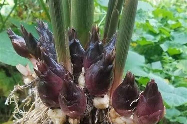 阳荷怎么种才能高产