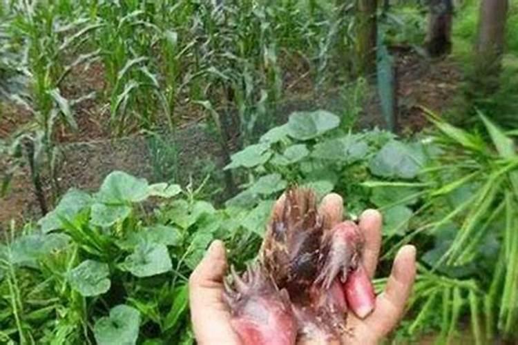 阳荷怎么种植 阳荷如何种植