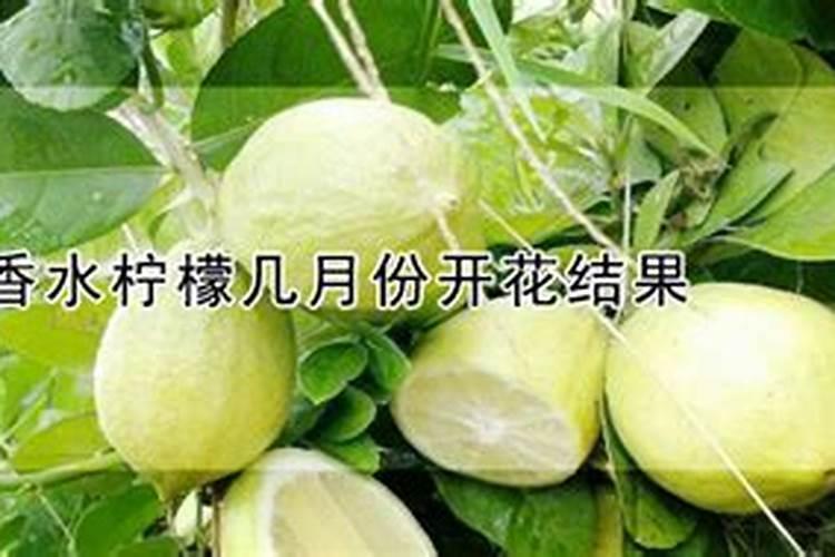 香水柠檬一年开几次花