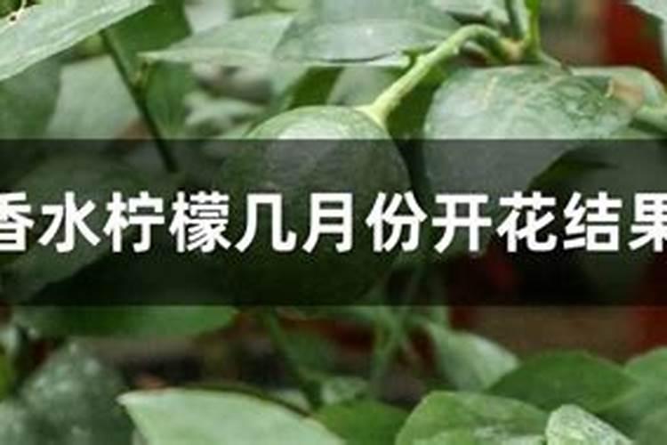 种植香水柠檬有发展潜力吗？