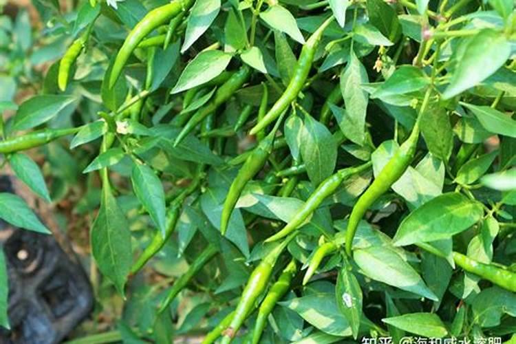 世界顶级!成功的经销商必须抓住的一款高端肥!