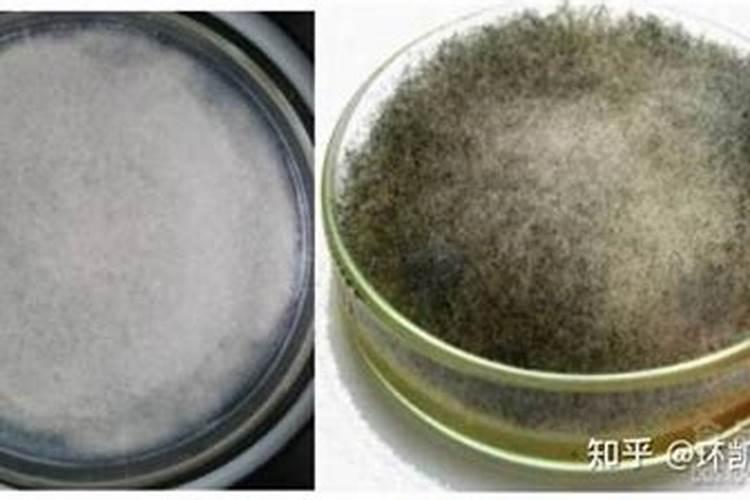 有机菌肥长白毛是好肥吗