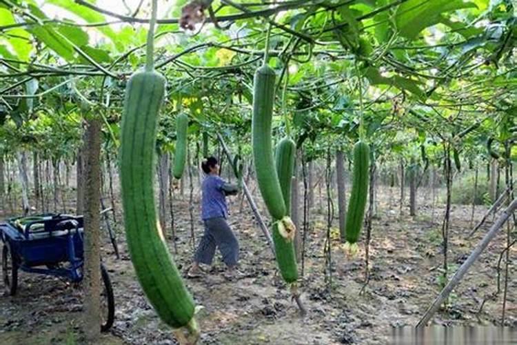 丝瓜用什么肥料结果多