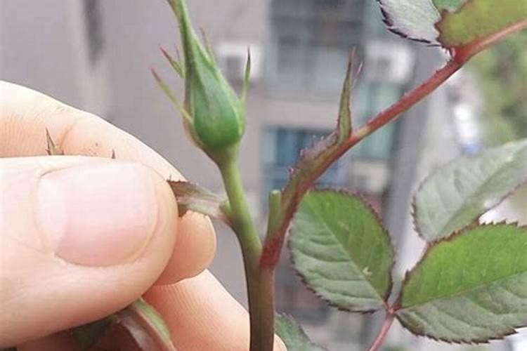 夏季月季长新芽如何追肥更安全