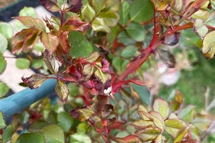 月季花施肥方法 怎样给月季花施肥