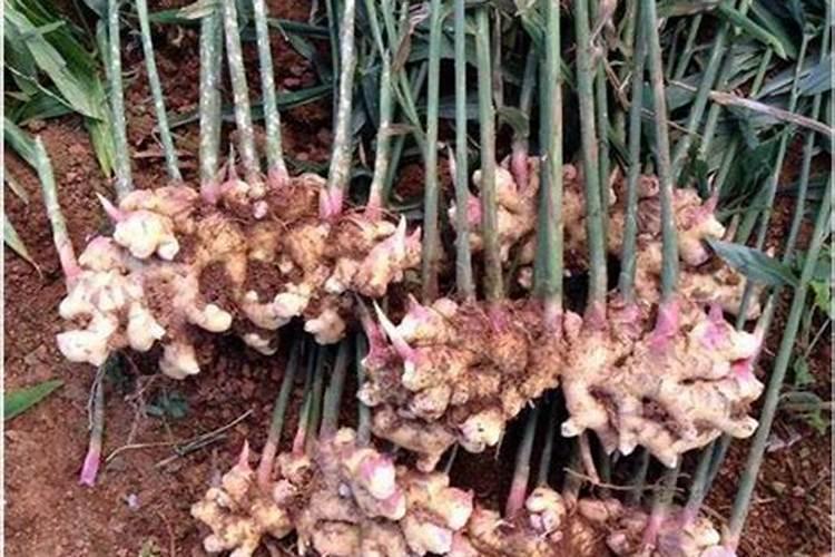生姜追肥用什么肥料好