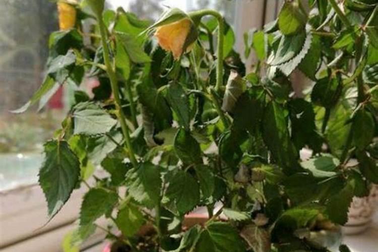 月季花如何追肥