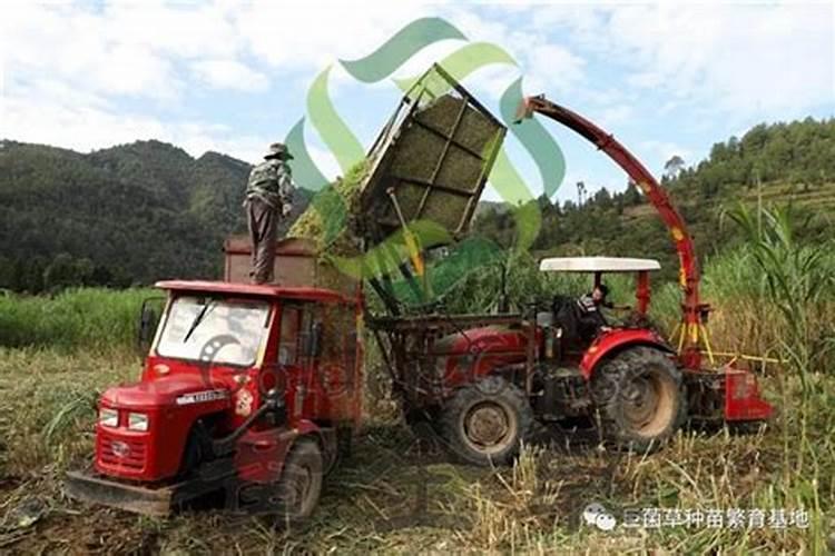 种巨菌草养鹅怎么养