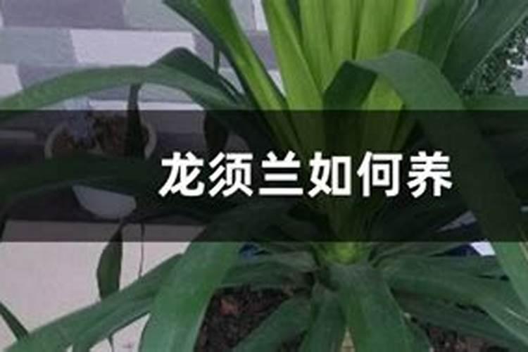 龙须兰怎么施肥