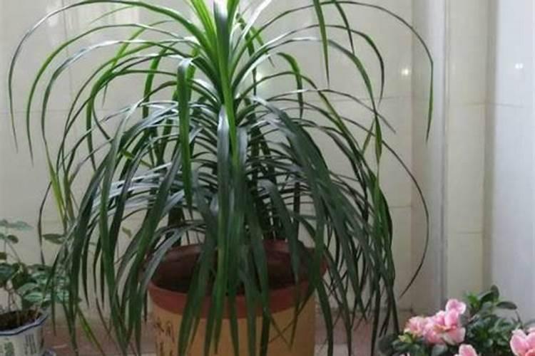 龙须兰怎么施肥