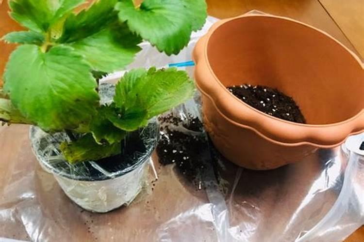 草莓移栽后多久施肥 草莓移栽后何时施肥