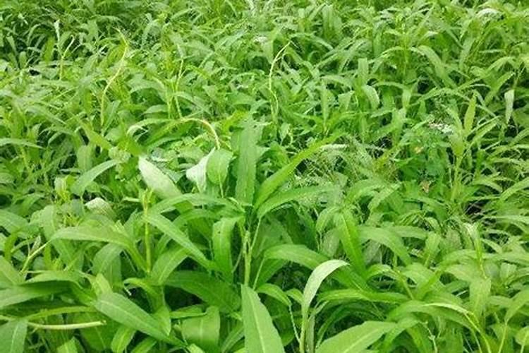 空心菜几天施一次肥