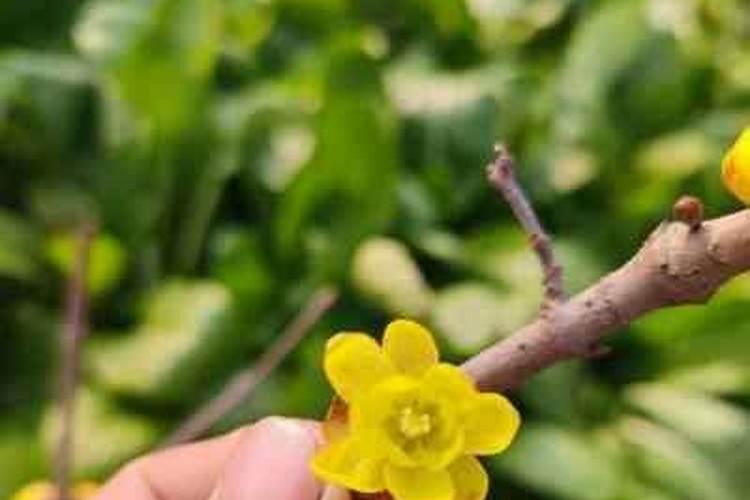 腊梅用什么肥料最好