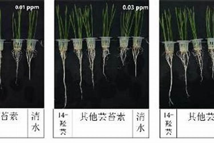 西瓜如何施肥技术