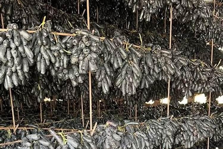 江西赣北适合种植蓝宝石葡萄果树？