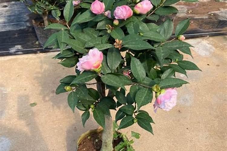 香妃茶花是四季开花吗