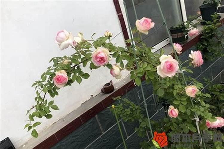 粉龙月季为什么种了一年都不开花？