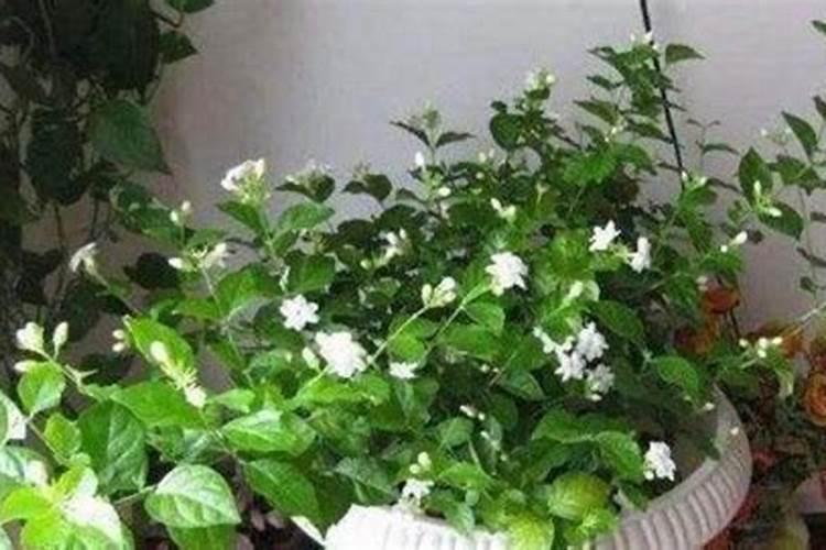 茉莉花多久施一次肥(应该施什么肥)