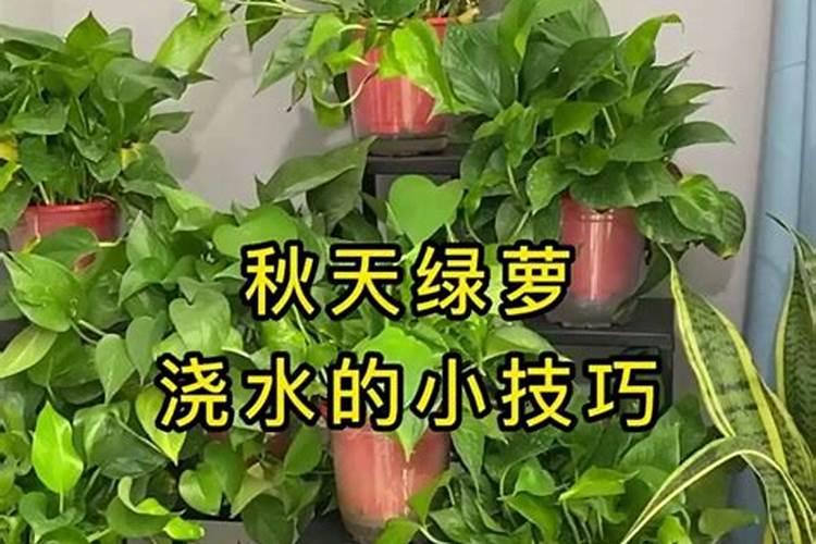 绿萝施肥方法,用什么肥好
