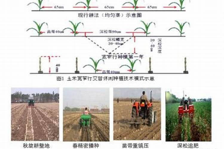 玉米什么时候收获最佳