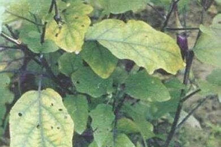 茄子最忌三种肥料
