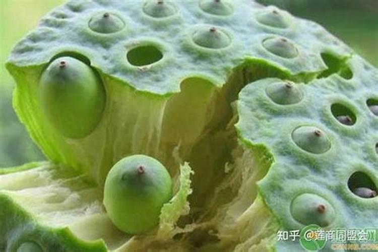 种植莲子需要用硫酸钾型复合肥还是用氯化钾型复合肥