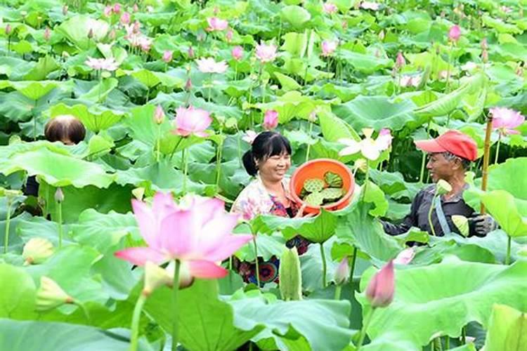 莲子用哪种叶面肥好