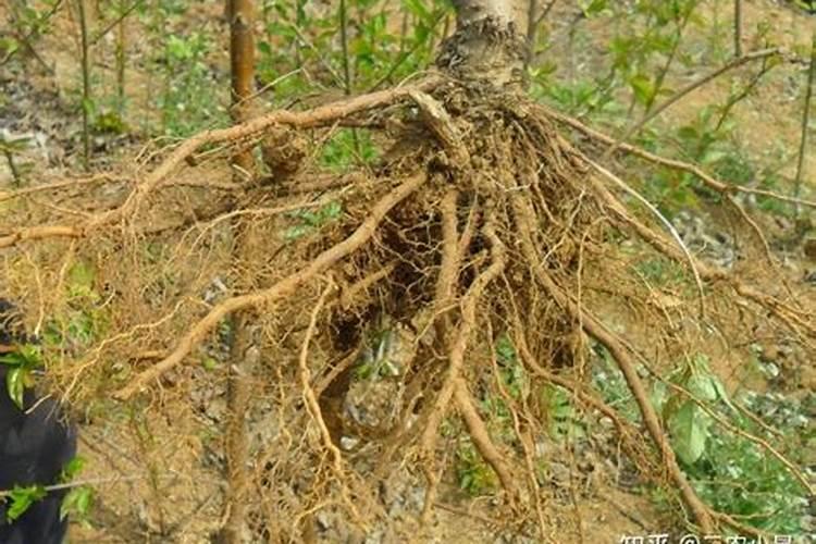 蓝莓什么时候开花结果