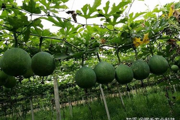 青菜大棚种植方法