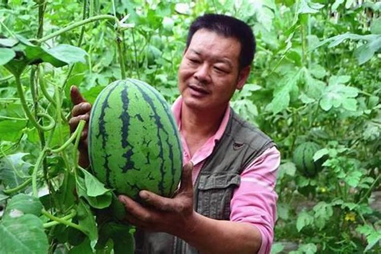 农户种植西瓜,一般多久追一次肥呢？追肥时需要注意些什么？