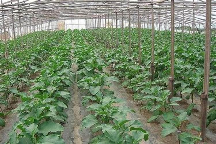 茄子开花期需施什么肥