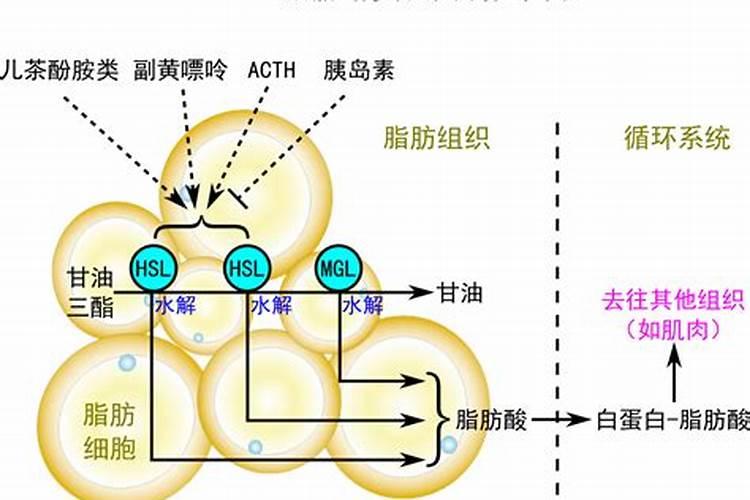 脂肪最怕的十种蔬菜