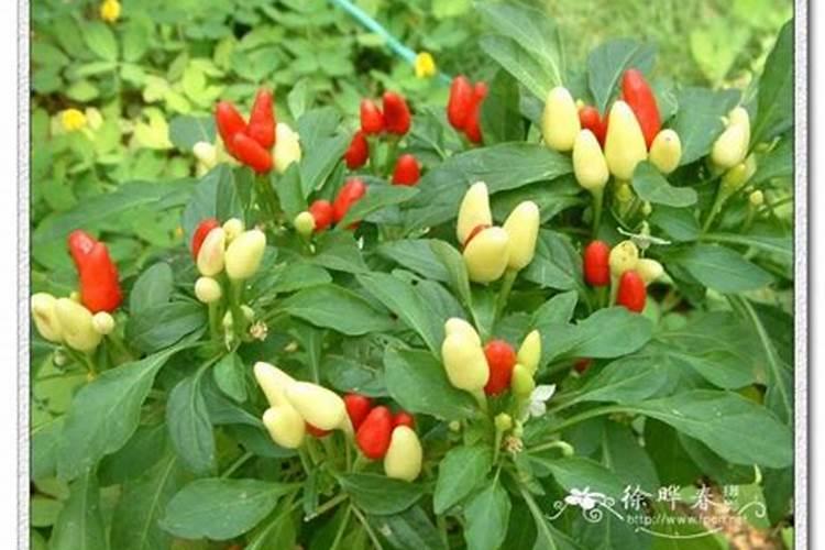 露地辣椒栽培,生长期做好哪些管理措施,可以保果提产量？