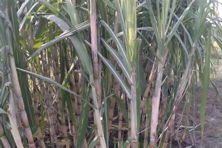 种植甘蔗用什么肥料最好