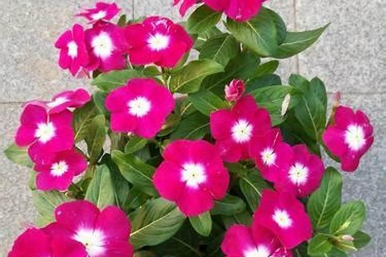 长春花怎么养