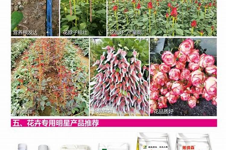 为什么要测土壤中脲酶的活性