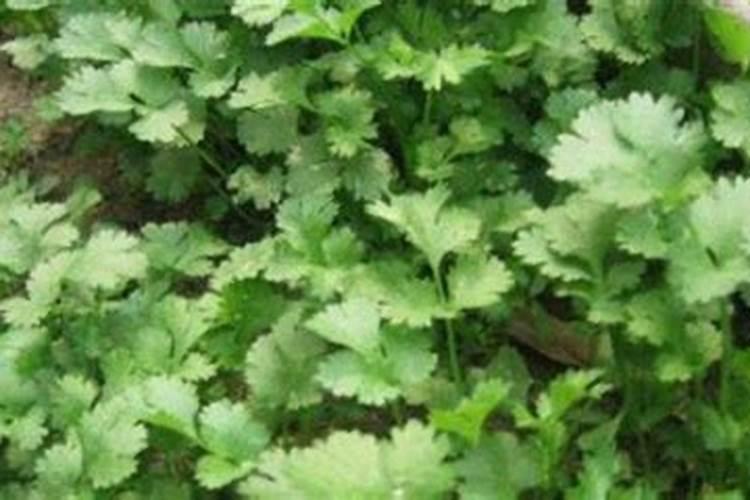 香菜用什么土方法施肥最好
