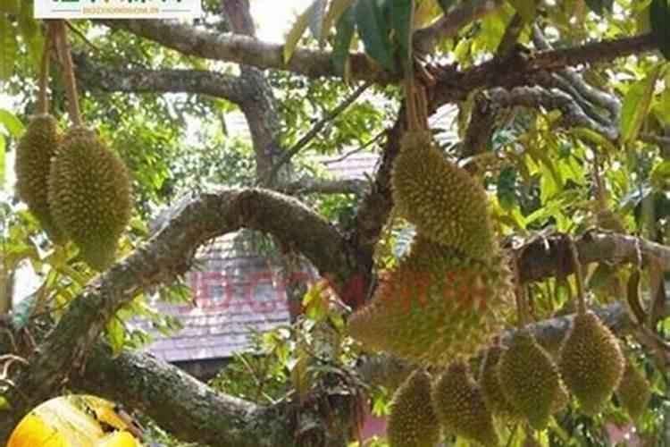 榴莲蜜种植高产方法