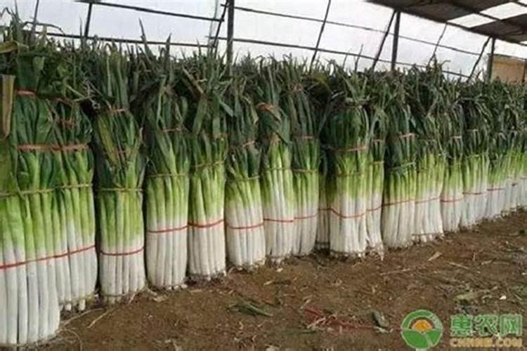 大葱专用肥用什么？